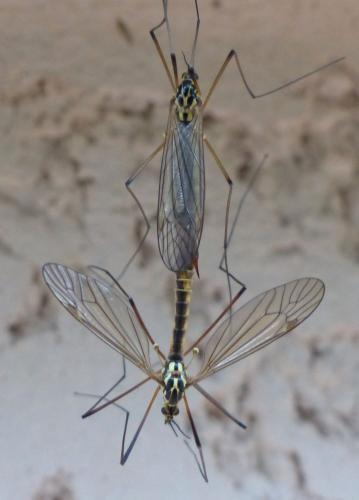 Nephrotoma appendiculata